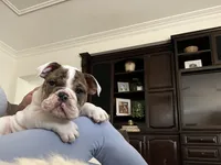 Charlie , a male English Bulldog for sale in Anaheim, CA – Photo 2 of 10
