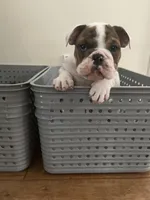 Charlie , a male English Bulldog for sale in Anaheim, CA – Photo 5 of 10