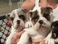 Charlie , a male English Bulldog for sale in Anaheim, CA – Photo 3 of 10