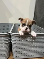 Coco, a male English Bulldog for sale in Anaheim, CA – Photo 1 of 5