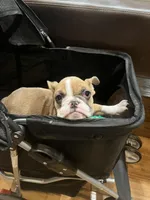 Coco, a male English Bulldog for sale in Anaheim, CA – Photo 5 of 5