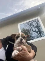 Coco, a male English Bulldog for sale in Anaheim, CA – Photo 3 of 5