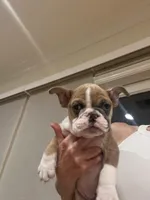 Coco, a male English Bulldog for sale in Anaheim, CA – Photo 2 of 5