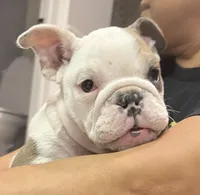 Gigi, a female English Bulldog for sale in Anaheim, CA – Photo 1 of 4