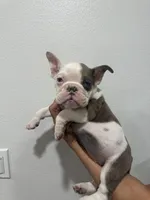 Gigi, a female French Bulldog for sale in Anaheim, CA – Photo 2 of 2