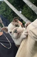 Gigi, a female English Bulldog for sale in Anaheim, CA – Photo 3 of 4