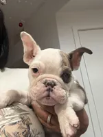 Gigi, a female French Bulldog for sale in Anaheim, CA – Photo 1 of 2