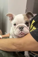 Gigi, a female English Bulldog for sale in Anaheim, CA – Photo 2 of 4