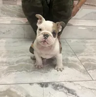 Gigi, a female English Bulldog for sale in Anaheim, CA – Photo 4 of 4