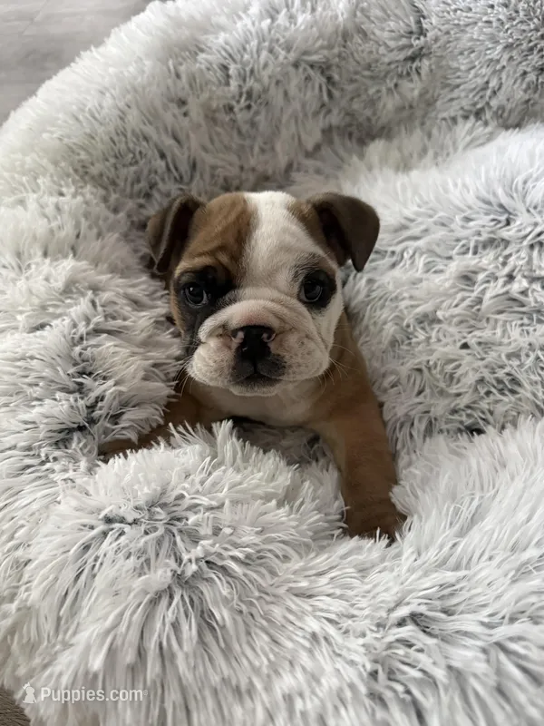 Racoon – English Bulldog puppy for sale in Anaheim, CA
