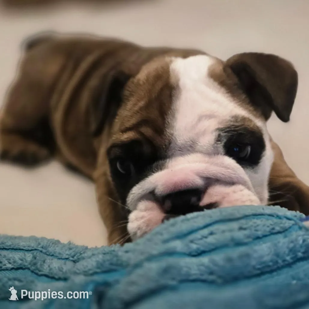 Racoon, a male English Bulldog for sale in Anaheim, CA – Photo 1 of 3