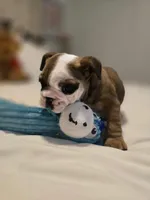 Racoon, a male English Bulldog for sale in Anaheim, CA – Photo 2 of 3