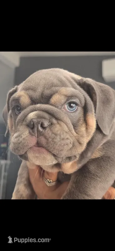 Carin, a male English Bulldog for sale in Anaheim, CA – Photo 1 of 4