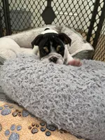 Bandit, a male English Bulldog for sale in Anaheim, CA – Photo 8 of 10