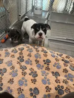 Bandit, a male English Bulldog for sale in Anaheim, CA – Photo 9 of 10