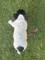 Bandit, a male English Bulldog for sale in Anaheim, CA – Photo 6 of 10