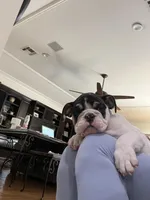 Bandit, a male English Bulldog for sale in Anaheim, CA – Photo 3 of 10