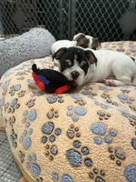 Bandit, a male English Bulldog for sale in Anaheim, CA – Photo 7 of 10