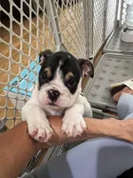 Bandit, a male English Bulldog for sale in Anaheim, CA – Photo 4 of 10