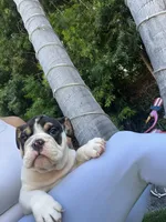 Bandit, a male English Bulldog for sale in Anaheim, CA – Photo 5 of 10