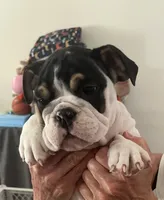 Bandit, a male English Bulldog for sale in Anaheim, CA – Photo 2 of 10