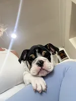 Bandit, a male English Bulldog for sale in Anaheim, CA – Photo 1 of 10