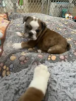 Winnie , a female English Bulldog for sale in Anaheim, CA – Photo 10 of 10