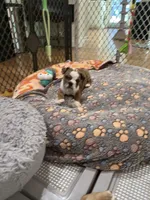 Winnie , a female English Bulldog for sale in Anaheim, CA – Photo 2 of 10