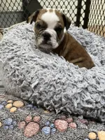 Winnie , a female English Bulldog for sale in Anaheim, CA – Photo 9 of 10