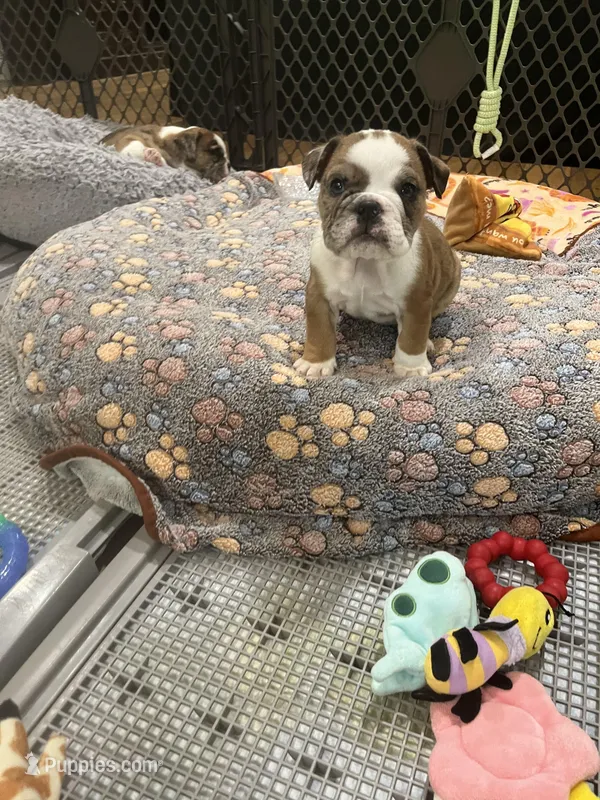Winnie  – English Bulldog puppy for sale in Anaheim, CA