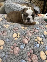 Winnie , a female English Bulldog for sale in Anaheim, CA – Photo 6 of 10