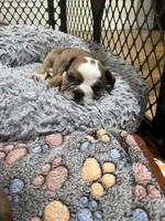 Winnie , a female English Bulldog for sale in Anaheim, CA – Photo 7 of 10