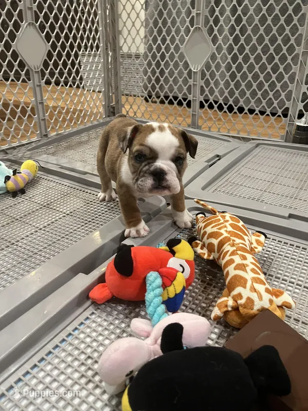 Winnie  – English Bulldog puppy for sale in Anaheim, CA