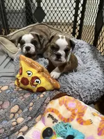 Winnie , a female English Bulldog for sale in Anaheim, CA – Photo 4 of 10