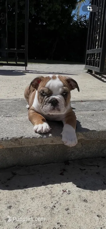Willow – English Bulldog puppy for sale in Anaheim, CA