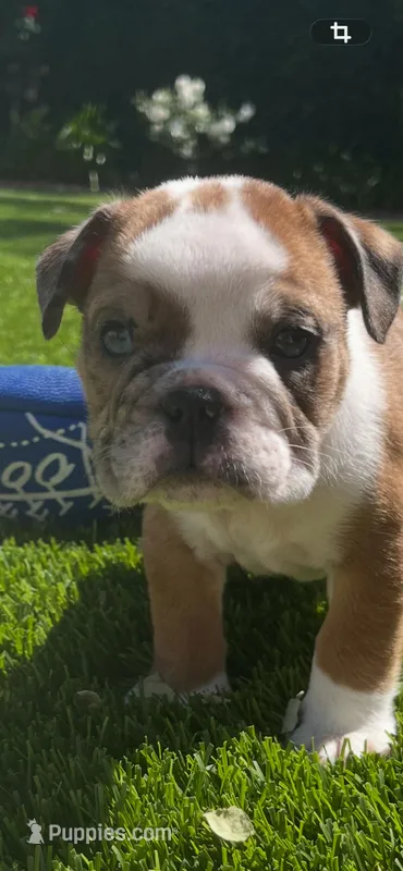 Winnie  – English Bulldog puppy for sale in Anaheim, CA