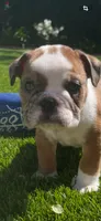 Willow, a female English Bulldog for sale in Anaheim, CA – Photo 3 of 10