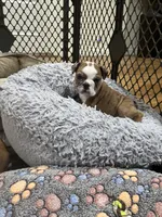 Winnie , a female English Bulldog for sale in Anaheim, CA – Photo 8 of 10