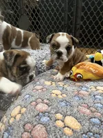 Winnie , a female English Bulldog for sale in Anaheim, CA – Photo 5 of 10
