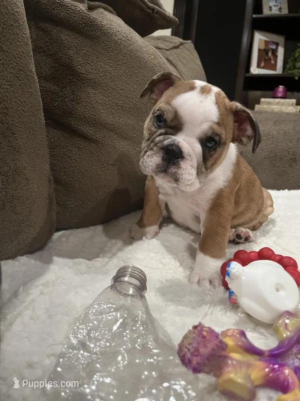 Willow – English Bulldog puppy for sale in Anaheim, CA