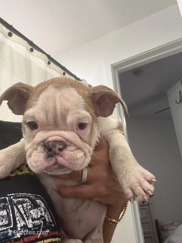 Gigi , a female English Bulldog for sale in Anaheim, CA – Photo 1 of 1