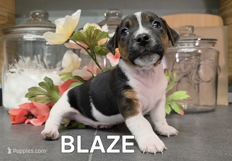 Blaze – Jack Russell Terrier puppy for sale in Lawtey, FL