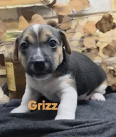GRIZZ, a male Jack Russell Terrier for sale in Lawtey, FL – 7 of 10