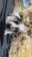 Spray Paint , a male Jack Russell Terrier for sale in Lawtey, FL – 3 of 10