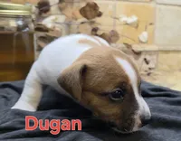 Dugan, a male Jack Russell Terrier for sale in Lawtey, FL – 4 of 10