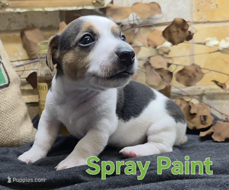 Spray Paint  – Jack Russell Terrier puppy for sale in Lawtey, FL