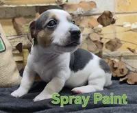 Spray Paint , a male Jack Russell Terrier for sale in Lawtey, FL – 1 of 10