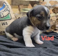 Vlad, a male Jack Russell Terrier for sale in Lawtey, FL – 7 of 9