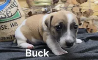 Buck, a male Jack Russell Terrier for sale in Lawtey, FL – 6 of 10