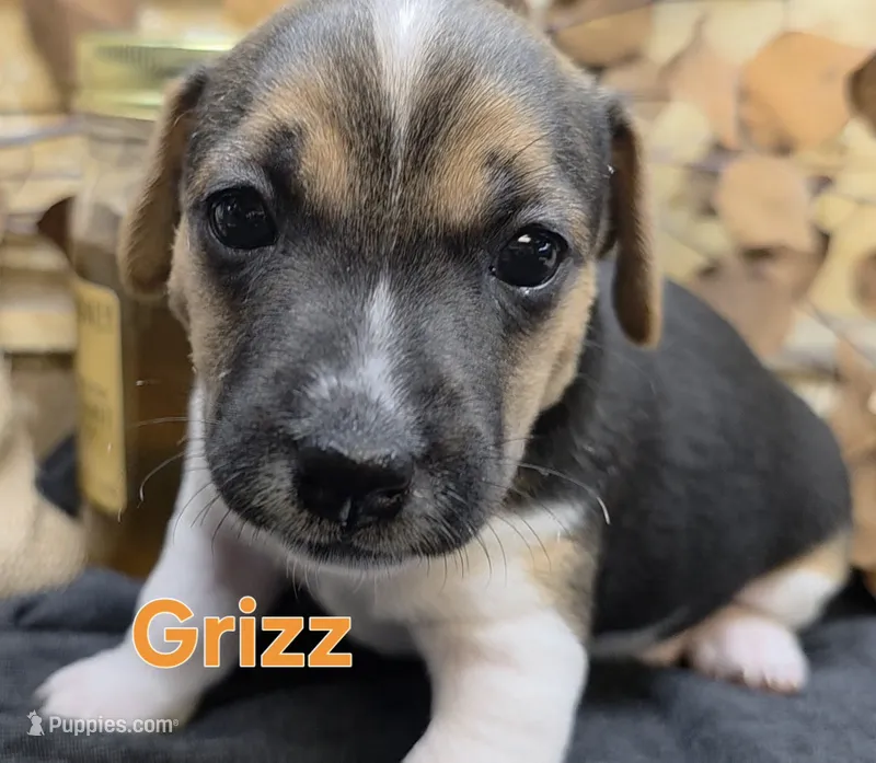 GRIZZ – Jack Russell Terrier puppy for sale in Lawtey, FL